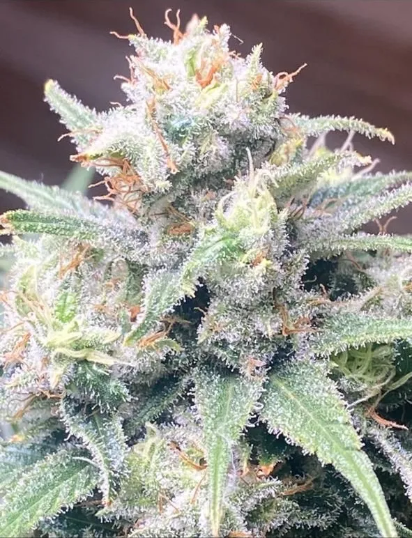 Hindu Kush