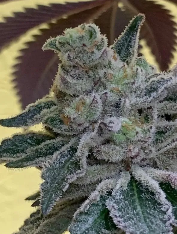 Lemon Berry Candy