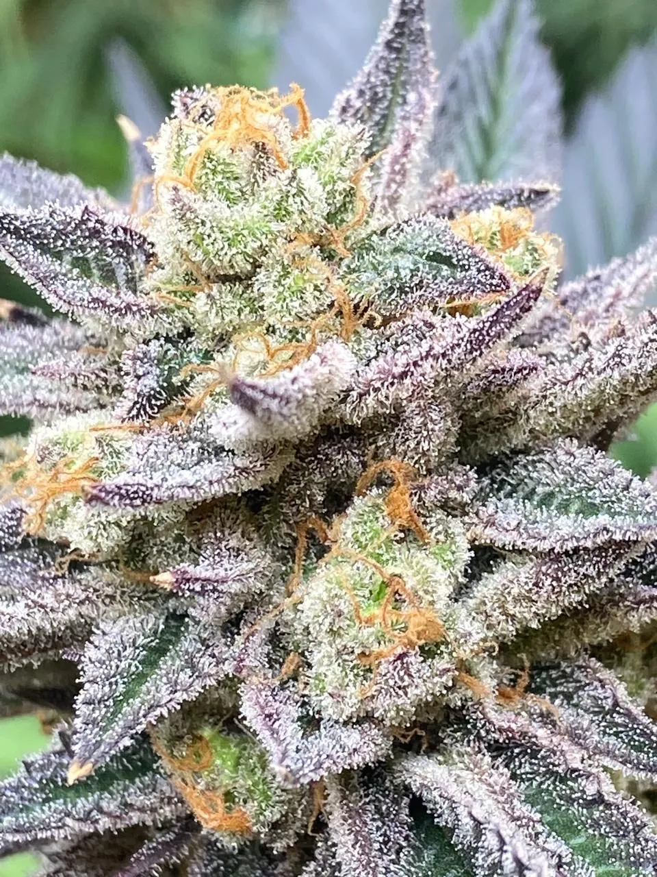 Sugar Michigan